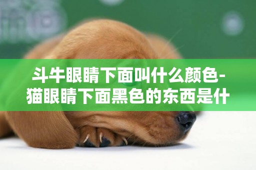 斗牛眼睛下面叫什么顏色-貓眼睛下面黑色的東西是什么顏色
