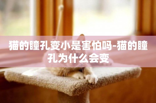 貓的瞳孔變小是害怕嗎-貓的瞳孔為什么會變