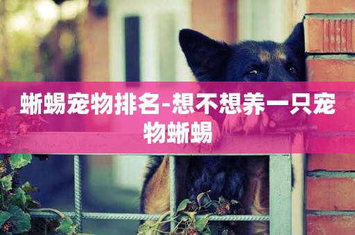 蜥蜴寵物排名-想不想養一只寵物蜥蜴