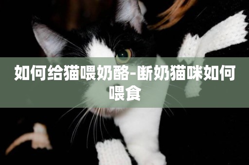 如何給貓喂奶酪-斷奶貓咪如何喂食