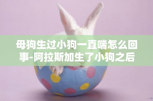 母狗生過小狗一直喘怎么回事-阿拉斯加生了小狗之后拉稀怎么回事