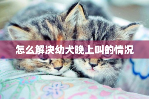 怎么解決幼犬晚上叫的情況