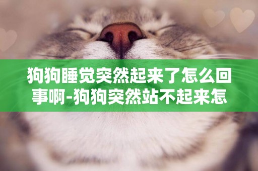 狗狗睡覺突然起來了怎么回事啊-狗狗突然站不起來怎么回事