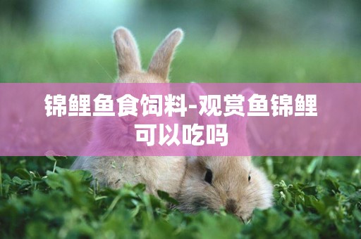 錦鯉魚食飼料-觀賞魚錦鯉可以吃嗎