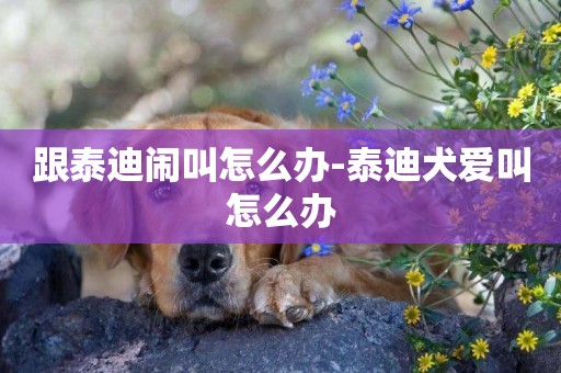 跟泰迪鬧叫怎么辦-泰迪犬愛叫怎么辦