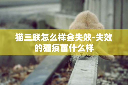 貓三聯怎么樣會失效-失效的貓疫苗什么樣