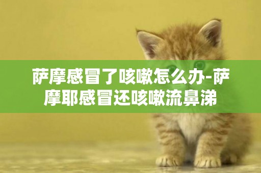 薩摩感冒了咳嗽怎么辦-薩摩耶感冒還咳嗽流鼻涕