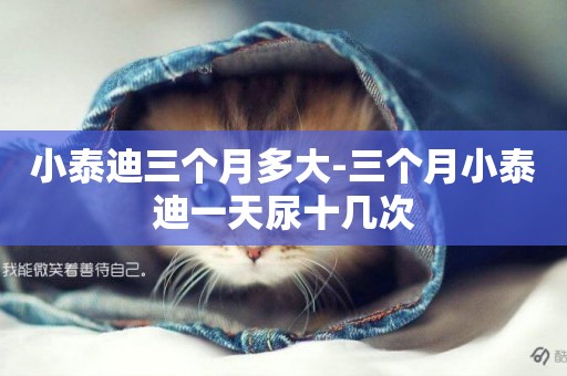 小泰迪三個月多大-三個月小泰迪一天尿十幾次