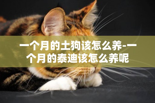 一個月的土狗該怎么養-一個月的泰迪該怎么養呢