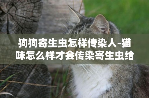 狗狗寄生蟲怎樣傳染人-貓咪怎么樣才會傳染寄生蟲給人