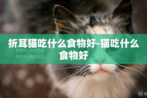 折耳貓吃什么食物好-貓吃什么食物好