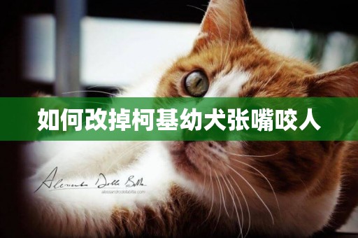 如何改掉柯基幼犬張嘴咬人