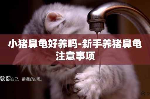 小豬鼻龜好養嗎-新手養豬鼻龜注意事項