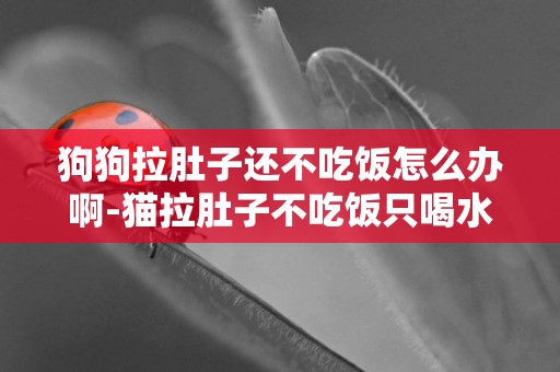 狗狗拉肚子還不吃飯怎么辦啊-貓拉肚子不吃飯只喝水怎么辦