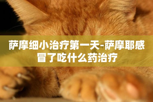薩摩細小治療第一天-薩摩耶感冒了吃什么藥治療