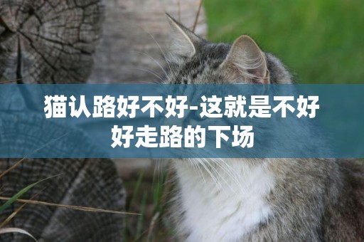 貓認路好不好-這就是不好好走路的下場