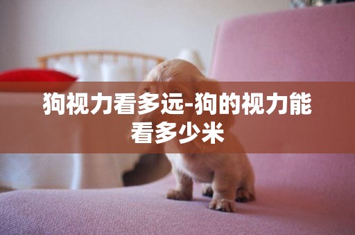 狗視力看多遠-狗的視力能看多少米