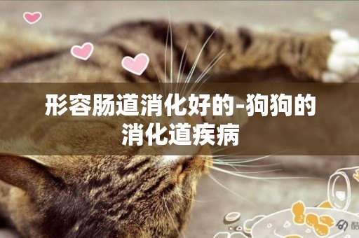 形容腸道消化好的-狗狗的消化道疾病