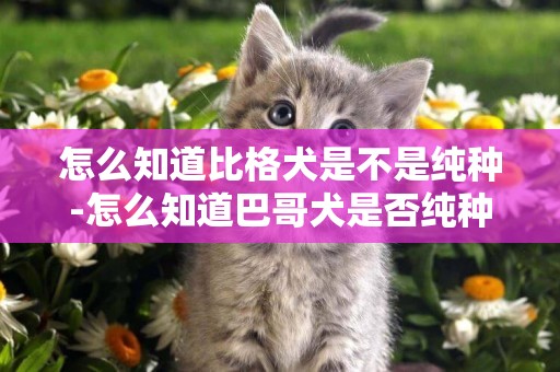 怎么知道比格犬是不是純種-怎么知道巴哥犬是否純種