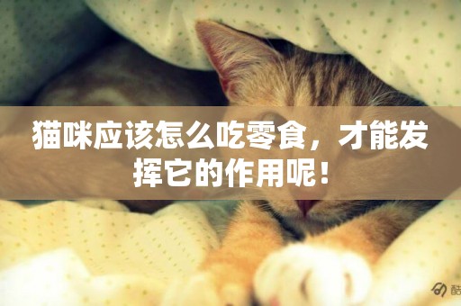 貓咪應該怎么吃零食，才能發揮它的作用呢！