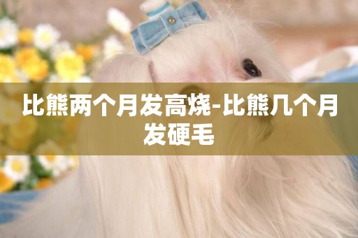 比熊兩個月發高燒-比熊幾個月發硬毛