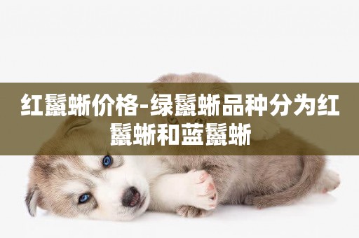 紅鬣蜥價格-綠鬣蜥品種分為紅鬣蜥和藍鬣蜥