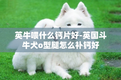 英牛喂什么鈣片好-英國斗牛犬o型腿怎么補鈣好