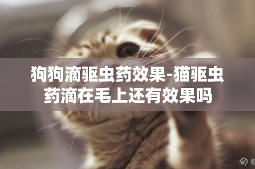 狗狗滴驅蟲藥效果-貓驅蟲藥滴在毛上還有效果嗎