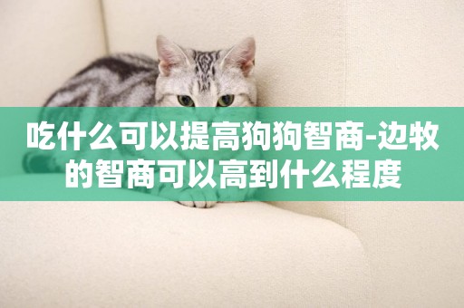 吃什么可以提高狗狗智商-邊牧的智商可以高到什么程度