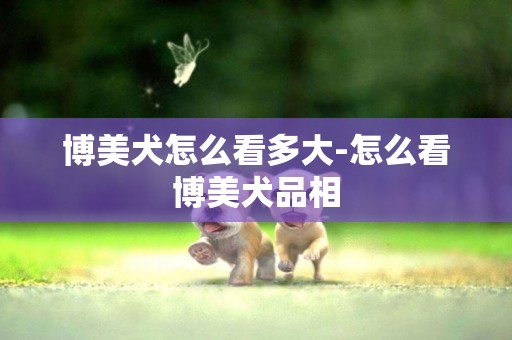 博美犬怎么看多大-怎么看博美犬品相