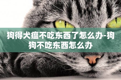 狗得犬瘟不吃東西了怎么辦-狗狗不吃東西怎么辦