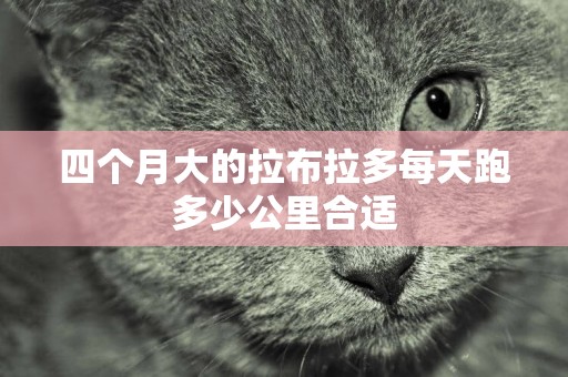 四個月大的拉布拉多每天跑多少公里合適