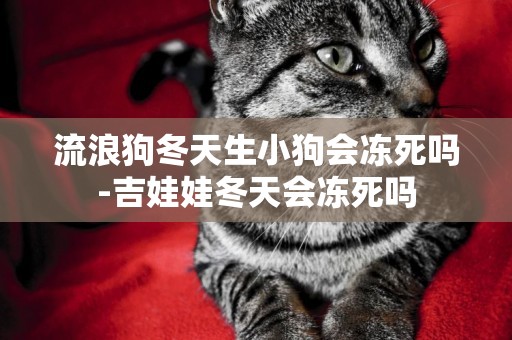 流浪狗冬天生小狗會凍死嗎-吉娃娃冬天會凍死嗎