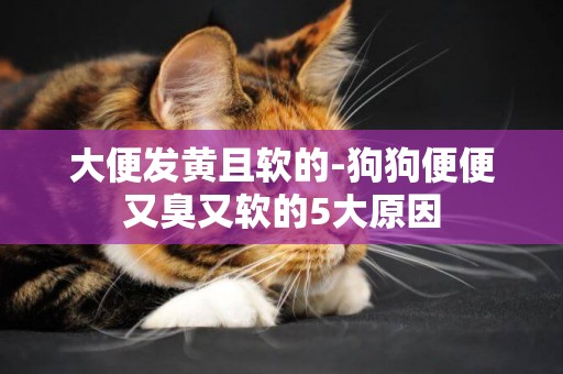 大便發黃且軟的-狗狗便便又臭又軟的5大原因