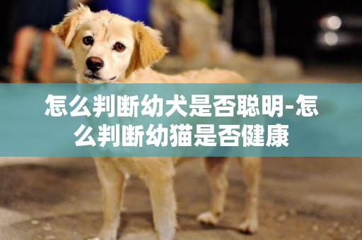 怎么判斷幼犬是否聰明-怎么判斷幼貓是否健康