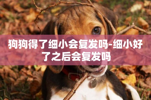 狗狗得了細小會復發嗎-細小好了之后會復發嗎