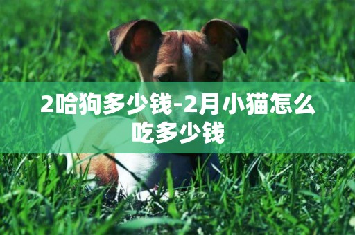 2哈狗多少錢-2月小貓怎么吃多少錢