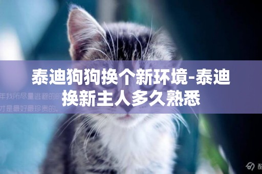 泰迪狗狗換個新環境-泰迪換新主人多久熟悉