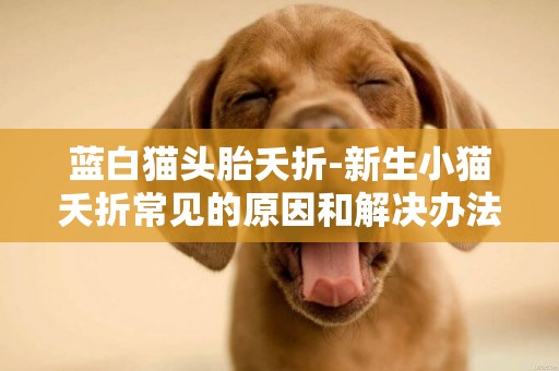 藍白貓頭胎夭折-新生小貓夭折常見的原因和解決辦法