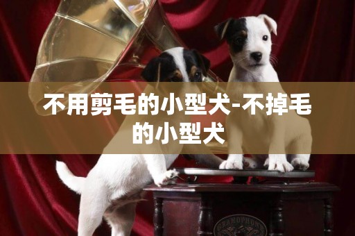 不用剪毛的小型犬-不掉毛的小型犬