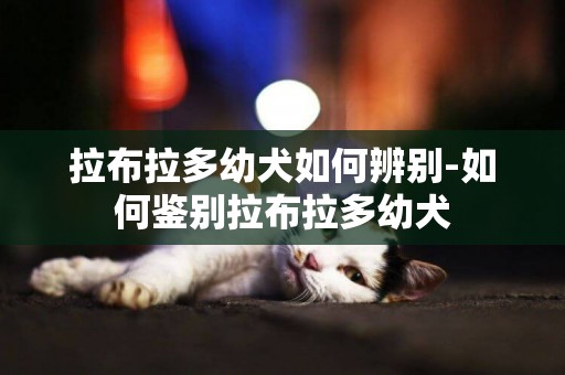 拉布拉多幼犬如何辨別-如何鑒別拉布拉多幼犬