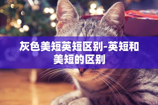 灰色美短英短區別-英短和美短的區別