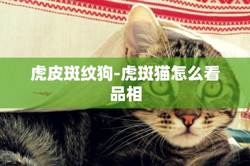 虎皮斑紋狗-虎斑貓怎么看品相