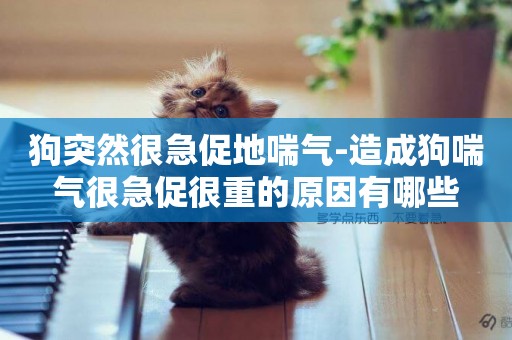 狗突然很急促地喘氣-造成狗喘氣很急促很重的原因有哪些