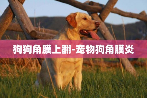 狗狗角膜上翻-寵物狗角膜炎