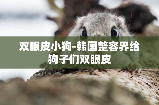 雙眼皮小狗-韓國整容界給狗子們雙眼皮