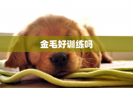 金毛好訓練嗎