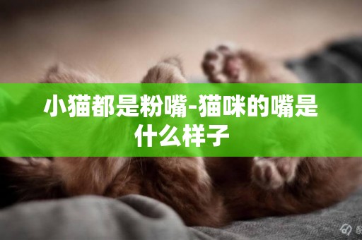 小貓都是粉嘴-貓咪的嘴是什么樣子