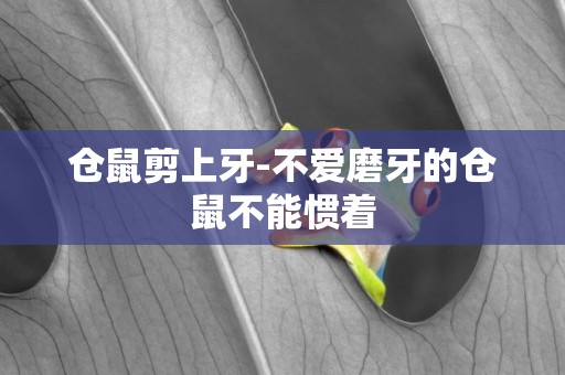 倉鼠剪上牙-不愛磨牙的倉鼠不能慣著