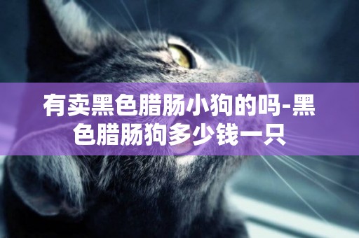 有賣黑色臘腸小狗的嗎-黑色臘腸狗多少錢一只
